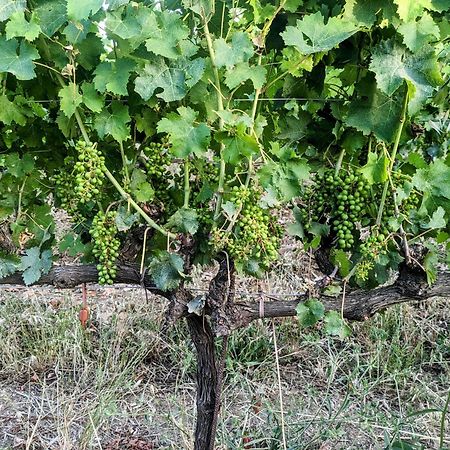 Agriturismo I Debbi 毕博纳 外观 照片