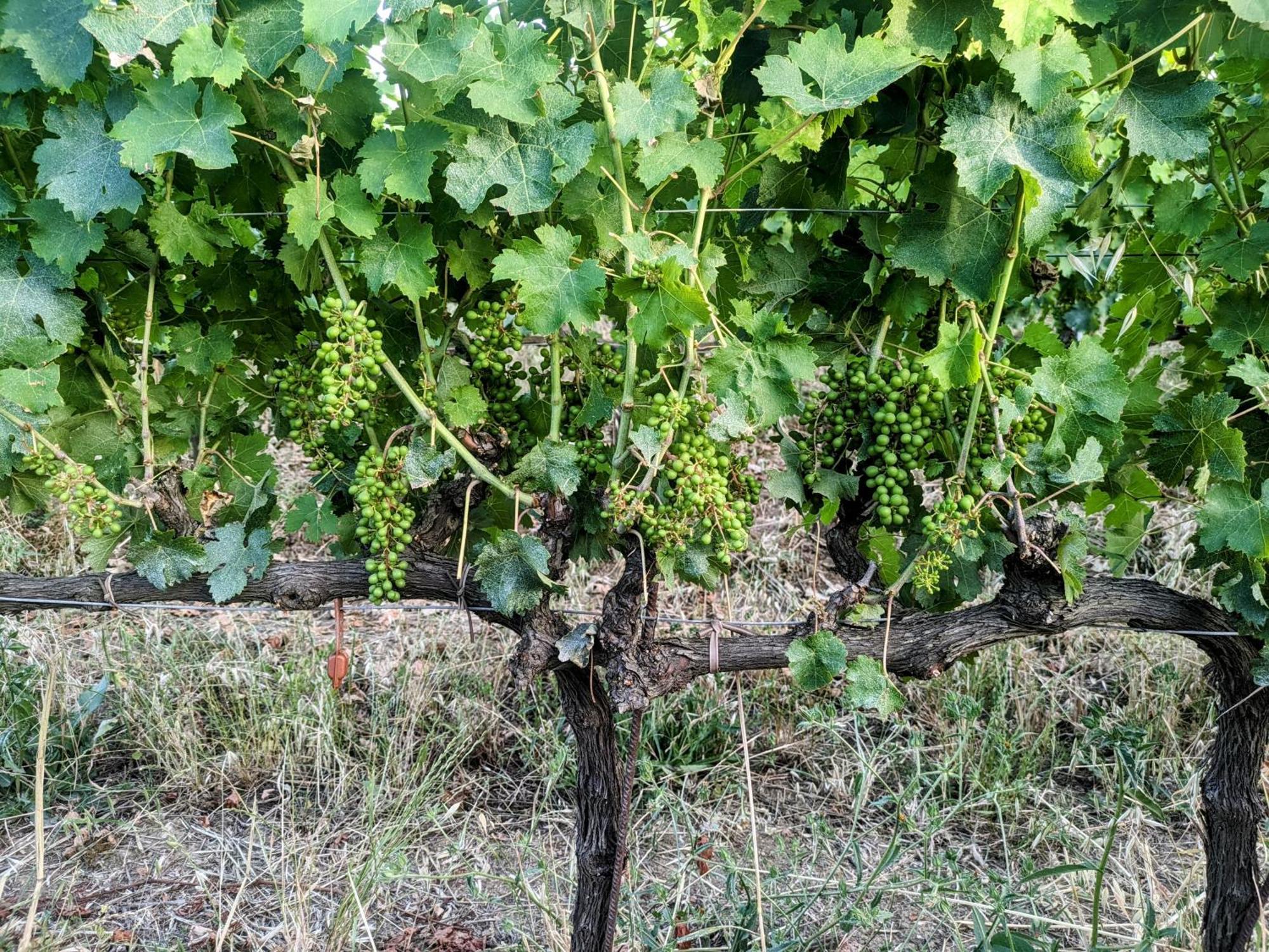 Agriturismo I Debbi 毕博纳 外观 照片