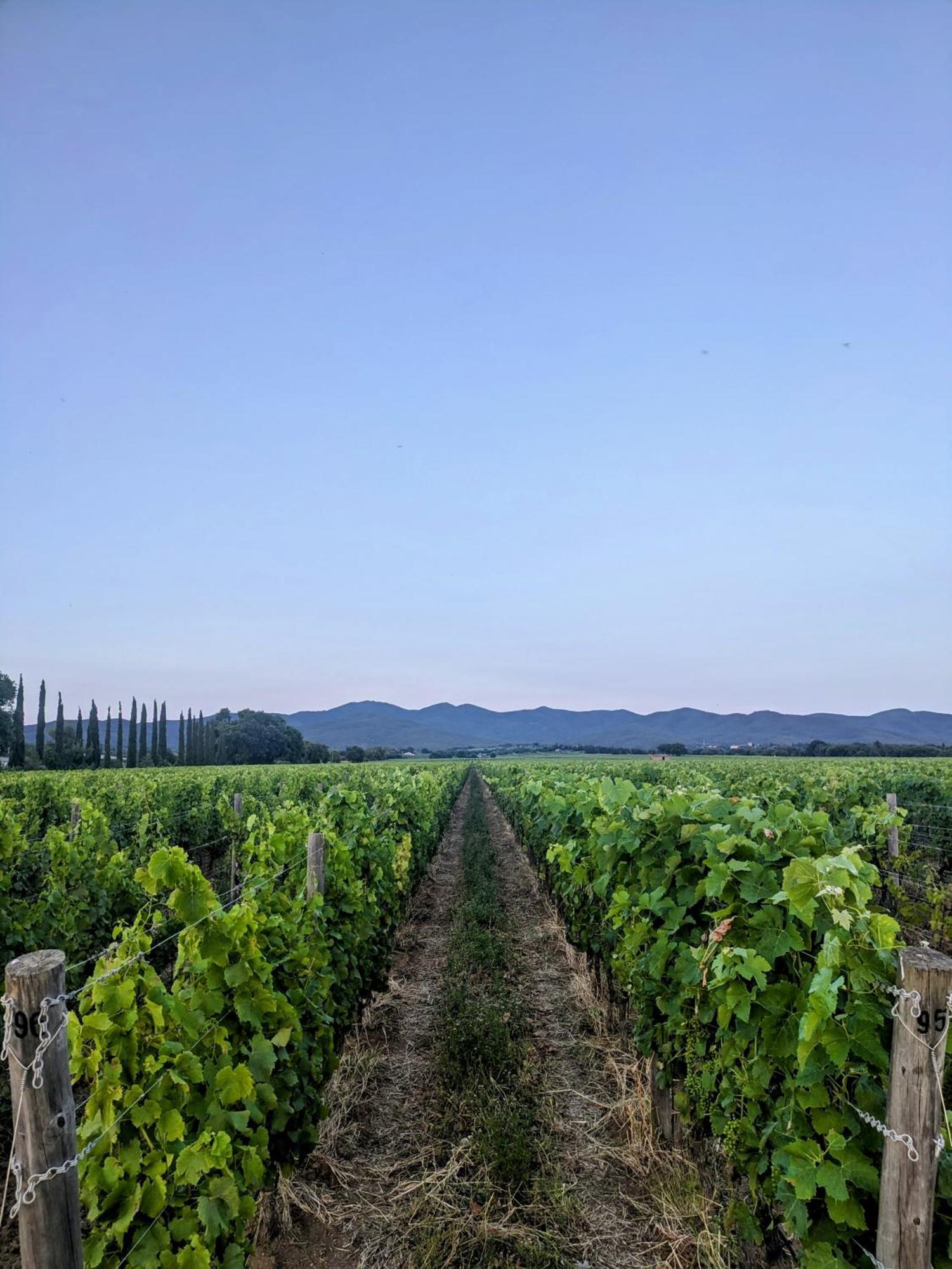 Agriturismo I Debbi 毕博纳 外观 照片